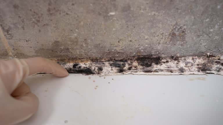 Best Asbestos and Lead Testing During Mold Inspection  in New Burlington, OH