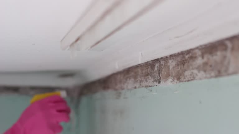 Best Environmental Consulting for Mold Prevention  in New Burlington, OH